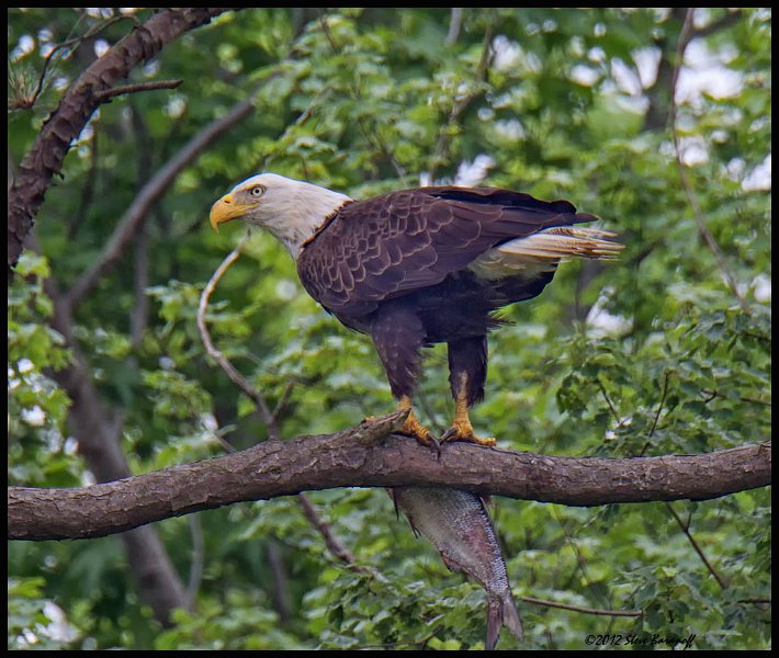_2SB0383 american bald eagle with fish.jpg